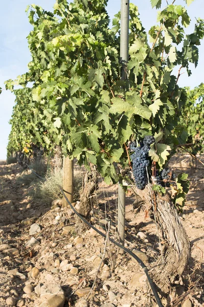 Vines grapes rows — Stock Photo, Image