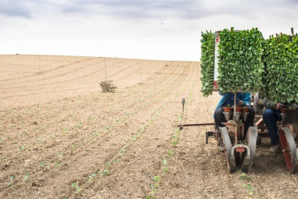 Planting seedlings machines — Stock Photo, Image