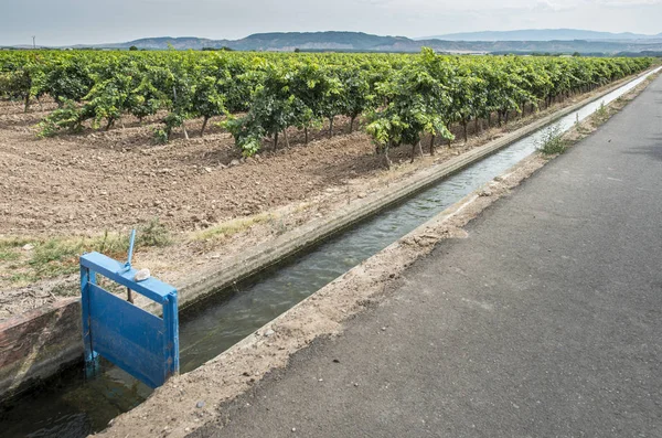 Vineyards and close up irrigation canal. — Stock Photo, Image