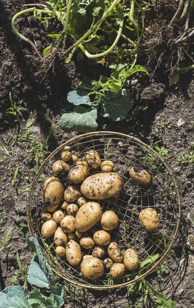 Raccogli le patate in giardino — Foto Stock
