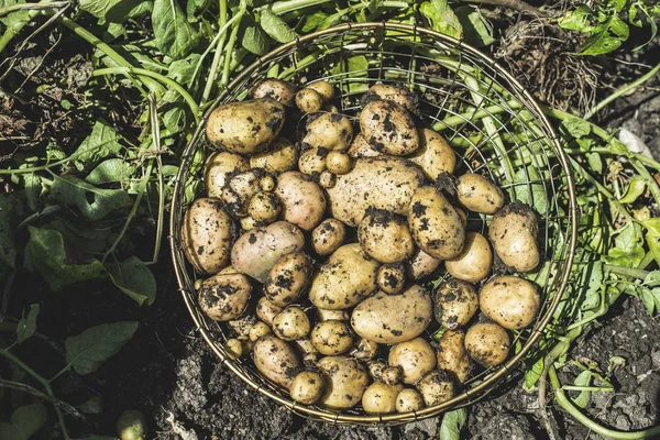 Harvest potatoes in the garden — Stock Photo, Image