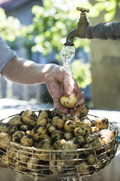 Lavage des pommes de terre récoltées — Photo