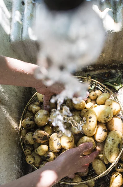 Lavado de patatas cosechadas — Foto de Stock