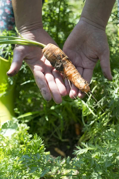 Harvest carrots in the garden — Stock Photo, Image