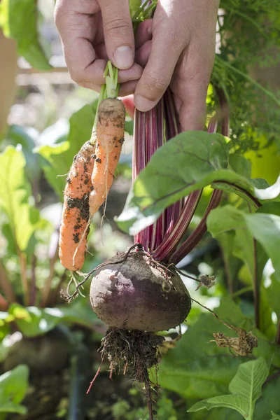 Zbierz marchewki i buraków w ogrodzie — Zdjęcie stockowe