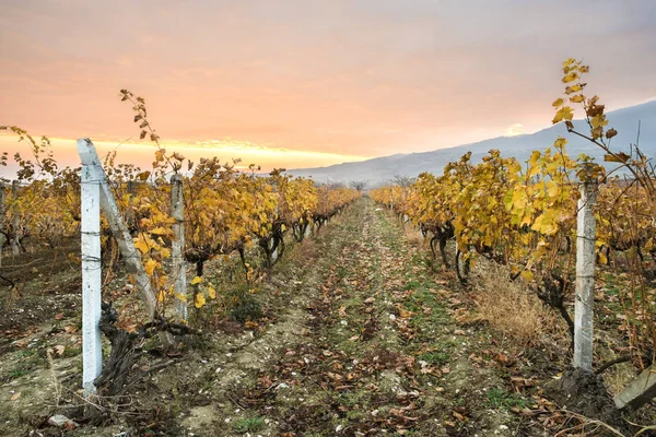 Herfst wijngaarden op sunrise — Stockfoto
