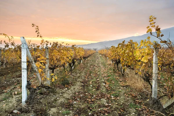 Vigneti autunnali all'alba — Foto Stock