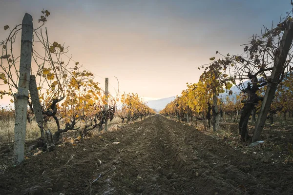 Autumn vineyards on sunrise — Stock Photo, Image