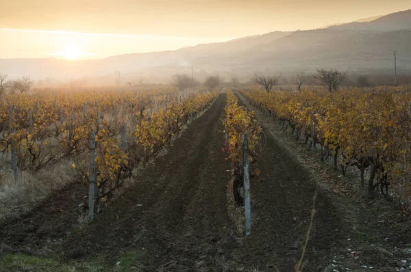 Podzimní vinice na východ slunce — Stock fotografie