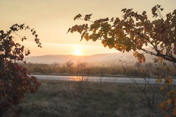 Liście Winorośli Jesień Wschód Słońca Liści Winorośli Żółty Promienie Słoneczne — Zdjęcie stockowe