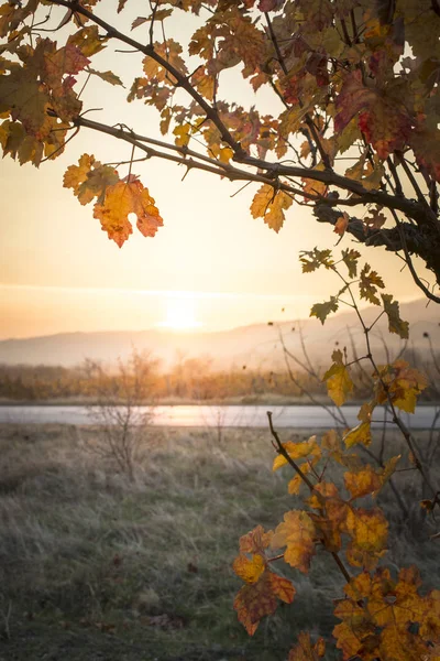 Autumn vine leaves. Sunrise and yellow vine leaves. Sunbeams