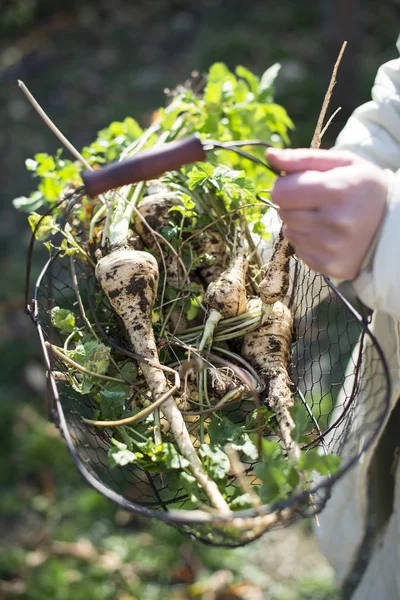 Parsnips in basket in the garden. — Stock Photo, Image