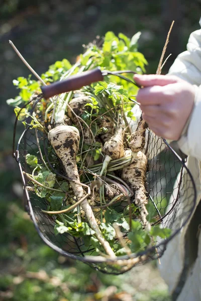 Panais dans le panier dans le jardin . — Photo