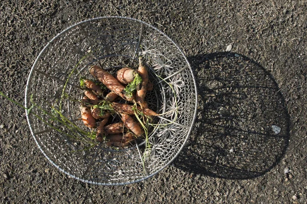 Cenouras em cesta no jardim — Fotografia de Stock