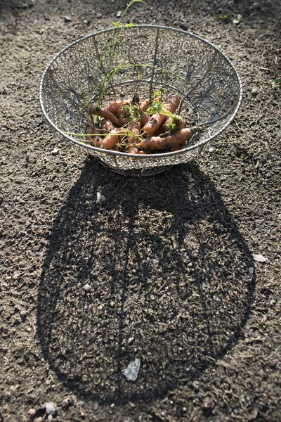 Cenouras em cesta no jardim — Fotografia de Stock