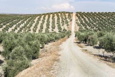 Zeytin ağaçları ve kirli yol