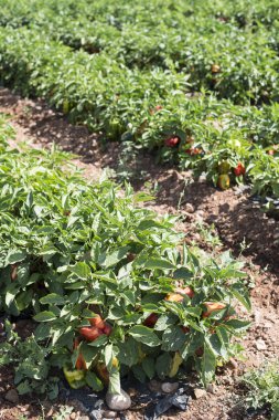 Tarlada biber yetişiyor.