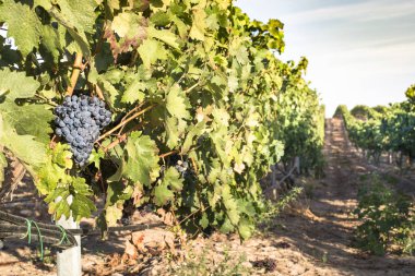 Kırmızı Şaraplık. 