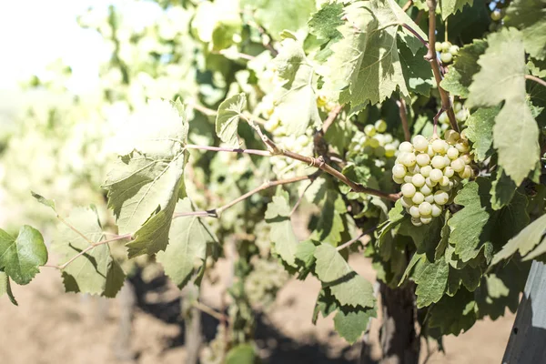 Hroznové plantáže, vinice — Stock fotografie