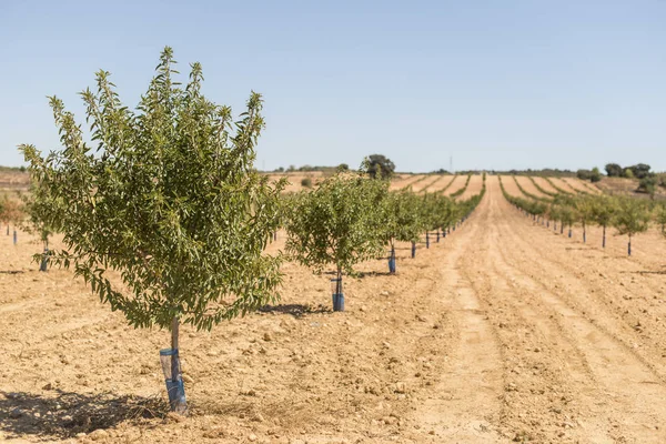 Almond plantation,  trees — Stock Photo, Image