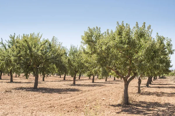 Mandlové plantáž, stromy — Stock fotografie