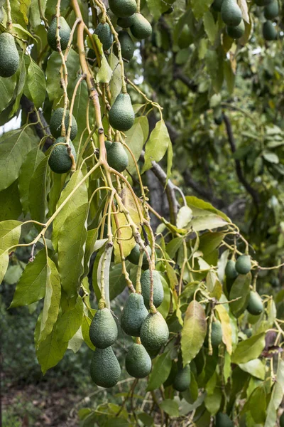 Groene avocado's op een tak. — Stockfoto