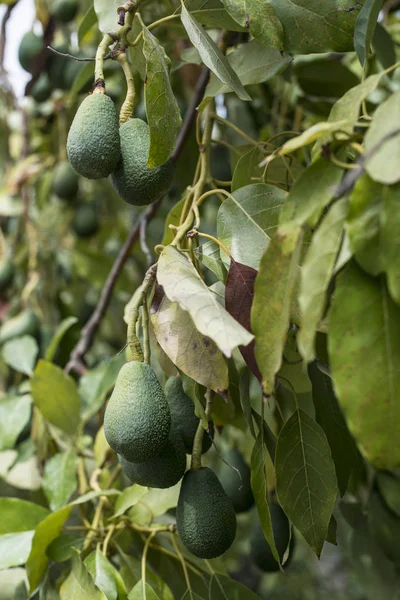 Vert Avocats sur une branche . — Photo