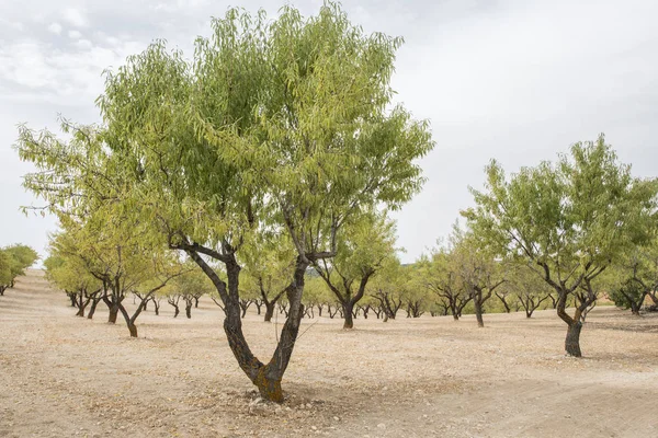 Plantación de almendros, árboles —  Fotos de Stock