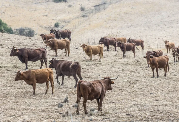 Vacas na exploração leiteira — Fotografia de Stock