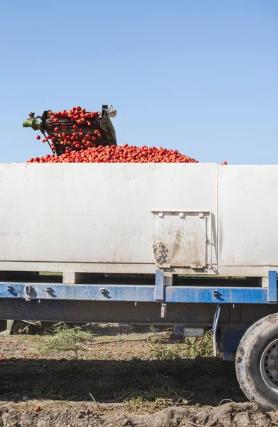 Cosechadora recoge tomates en remolque — Foto de Stock