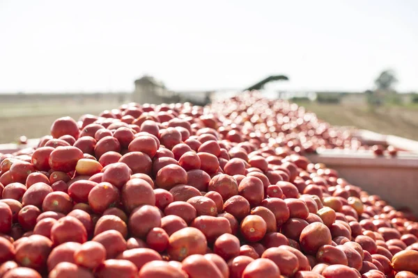 Colheitadeira coleta tomates em reboque — Fotografia de Stock