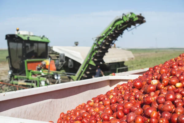 Θεριζοαλωνιστική μηχανή συλλέγει τις ντομάτες σε ρυμουλκό — Φωτογραφία Αρχείου