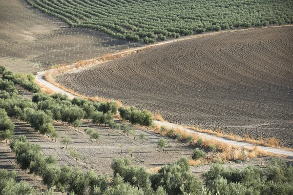 Τα ελαιόδεντρα και βρώμικο δρόμο — Φωτογραφία Αρχείου