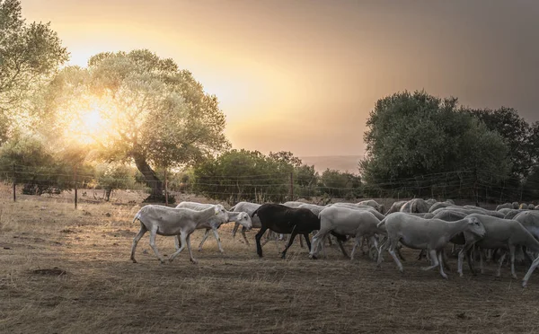 日落时成群的羊 — 图库照片
