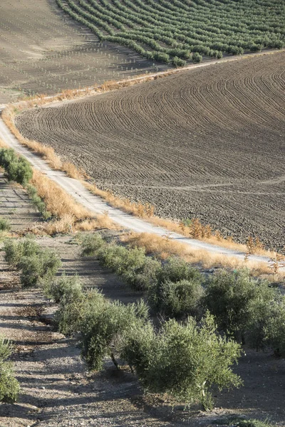 Olivos y camino sucio —  Fotos de Stock