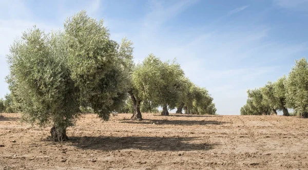 Olivträd i rad och blå himmel — Stockfoto