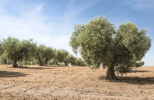 Satır ve mavi gökyüzünde zeytin ağaçları — Stok fotoğraf