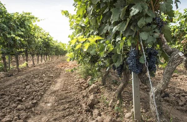 Виноград красного вина . — стоковое фото