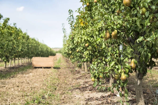 Pears in orchard.   trees — Stock Photo, Image