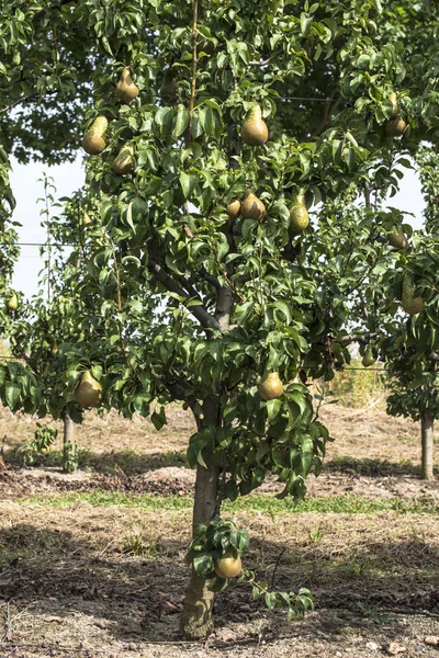 Pere nel frutteto. alberi — Foto Stock