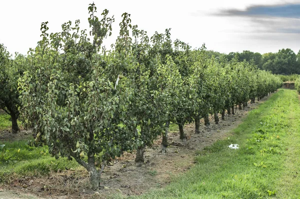 Pears in orchard.   trees — Stock Photo, Image