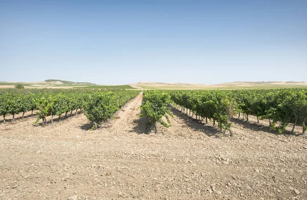 Druif plantages, wijngaard — Stockfoto