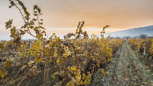 Podzimní vinice ráno. — Stock fotografie