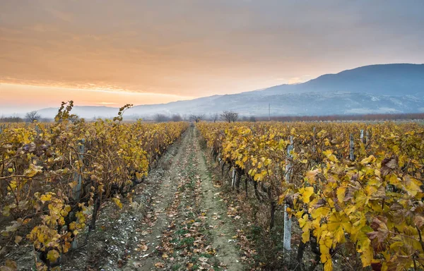 Vigneto autunnale al mattino . — Foto Stock