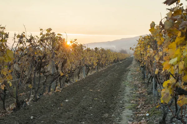 Podzimní vinice ráno. — Stock fotografie