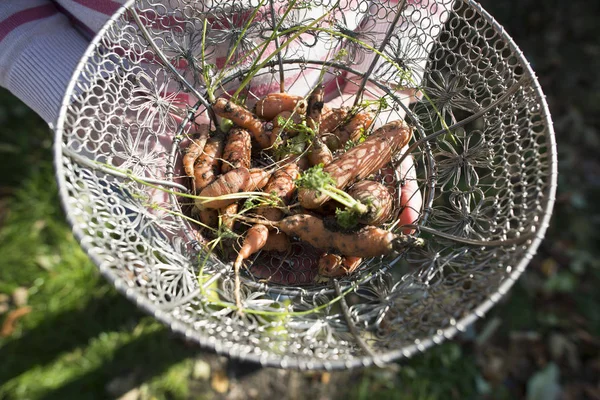 Morötter i korg på trädgården. — Stockfoto