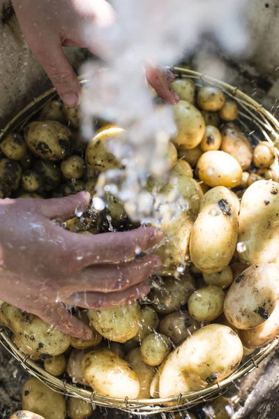 Женщина стирает свежесобранный картофель — стоковое фото