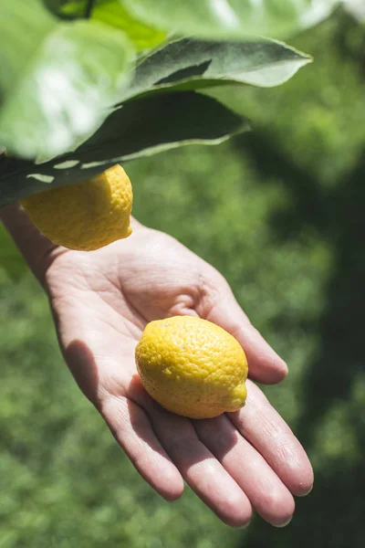 Рука держит свежий лимон — стоковое фото