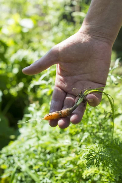 Donna con carota in giardino — Foto Stock