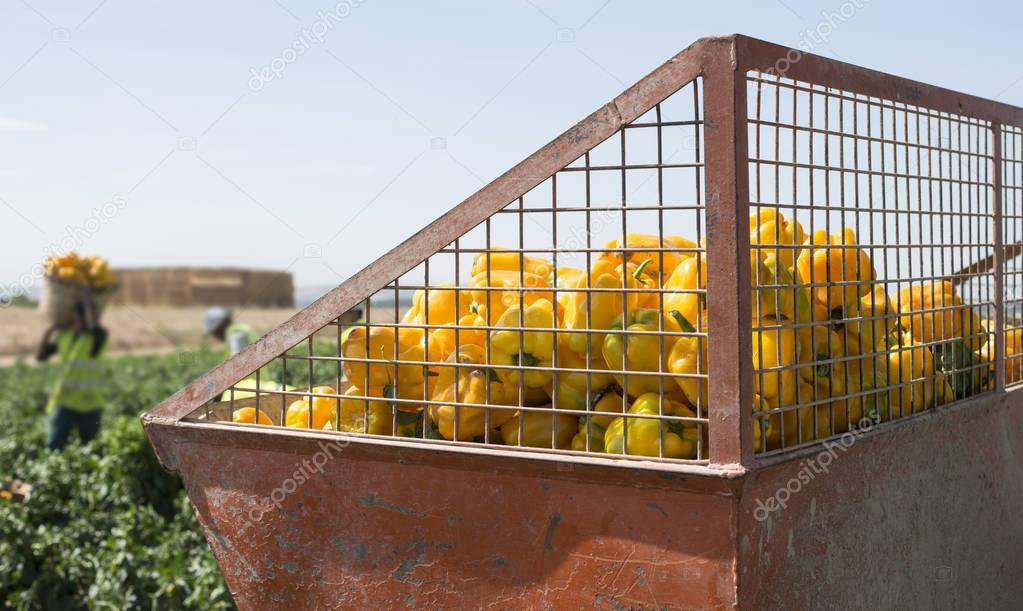 trailer picking yellow peppers 